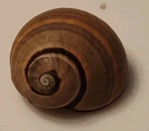 Polymita Picta Cuban Tree Snail Green Brown Cuba Rare - Picture 1 of 4