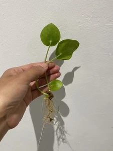 Chinese Money Plant #1 - Picture 1 of 2