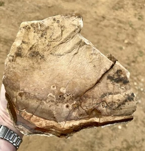 3,32 Pfund Biggs Bild Jaspis Lapidar grob aus Biggs, Oregon - Bild 1 von 4