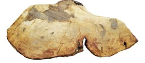 Genuine Petrified Wood Platter Display Fossil Specimen 7" x 3.25" - Picture 1 of 1