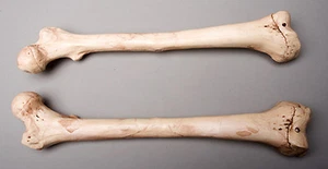 Halloween Horror Aged Femur Bones, Life-Size Human Skeleton, Left & Right, NEW - Picture 1 of 1