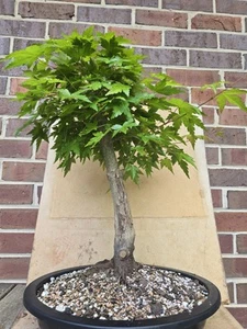 Beautiful Green Leaf Aged Japanese Maple Pre Bonsai NO SHIP TO CALIFORNIA! - Picture 1 of 16