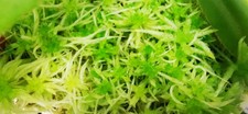 Musgo Sphagnum Vivo (2 Litros)