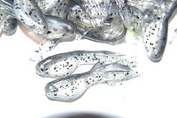 grizzly jig ebay store