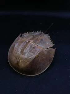 Large 9.5" horseshoe crab preserved. Marine life sea shell #14499 - Picture 1 of 3