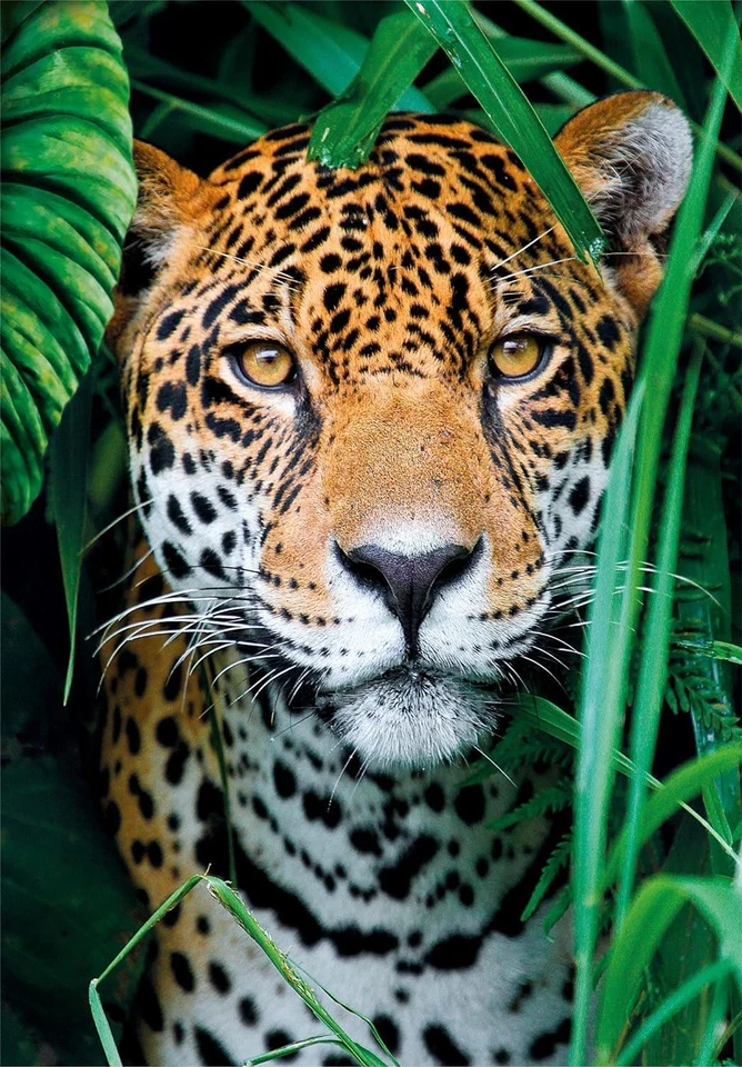Clementoni Jaguar In The Jungle Jigsaw Puzzle (500 Pieces) - Image 1 of 1