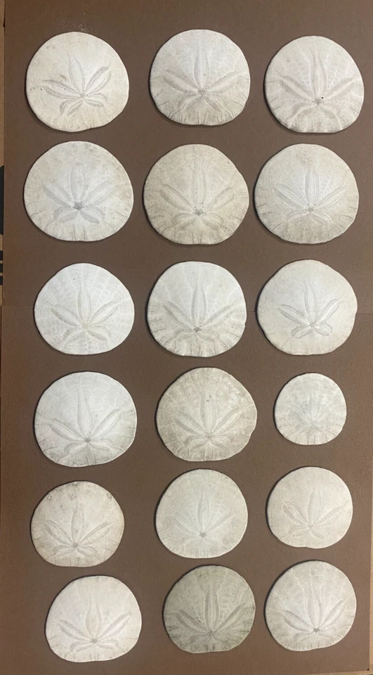 Lot of 18 Sand Dollar Sea Shells Heceta Beach, Oregon ** Beach Theme Decoration! - Image 1 of 1
