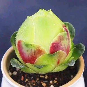 Aeonium Peach 🏵️one head Rooted, about 3cm Succulent #Limited one buy Only - Picture 1 of 3