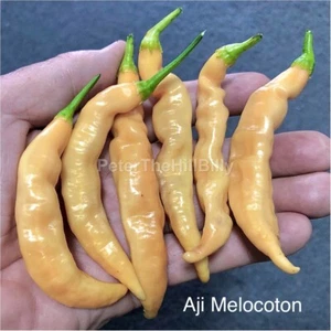 NEW Aji Melocoton 2023 Chilli seeds - Picture 1 of 2