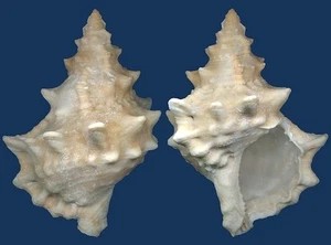 Muschel Tutufa cf bufo Muschel - Bild 1 von 2