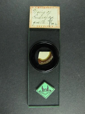 Antique microscope slide by David Bryce Scott. "Wing of Eudryas grata Moth". - Image 1 of 4