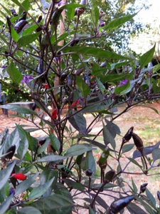 ZIMBABWE BLACK Pepper Chilli Seeds 100% Organic UK Hardy. Multi-Buy Discounts - Picture 1 of 2