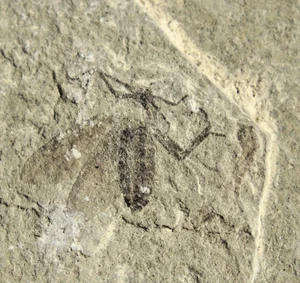 1 Bee or Wasp/Hymenopteria •  Kemmerer, Wyoming - Picture 1 of 9