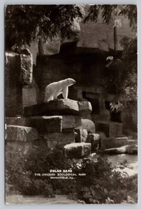 Tarjeta postal de Brookfield, Illinois - Oso polar - Brookfield Zoo Chicago de la década de 1940 RPPC - Imagen 1 de 5