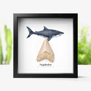Gerahmter 2 Zoll echter Megalodon Haizahn & Aquarell Illustration Fossil - Bild 1 von 5
