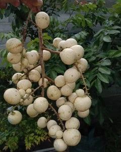 White Longan 40+ Seedss (Dimocarpus longan) - Picture 1 of 4
