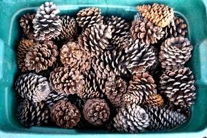 Lot of 50 Pine Cones Most 4-5 inches Crafts Projects Holiday Thanksgiving Fall - Picture 1 of 1