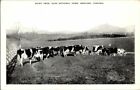 1940'S. DAIRY HERD, COWS. ELKS NATIONAL HOME. BEDFORD, VA POSTCARD.