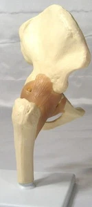 Cadera Hueso Articular Humana Articulación Anatómica Demostración Modelo Médico - Imagen 1 de 2