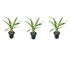 3er Set Trachycarpus Fortunei Palmen - Ca. 25 cm Höhe - Winterharte Hanfpalme - Bild 1 von 1