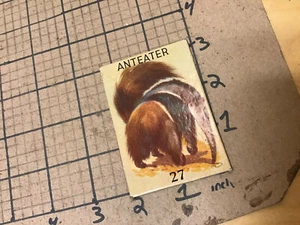 circa 1940's Original Vintage Paper on board Animal card 2x3 -- ANTEATER - Picture 1 of 2