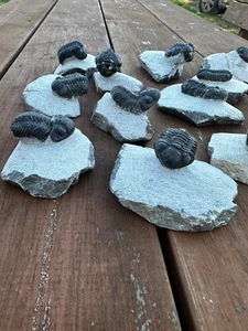 Trilobite Phacops Middle Devonian Period - Picture 1 of 13
