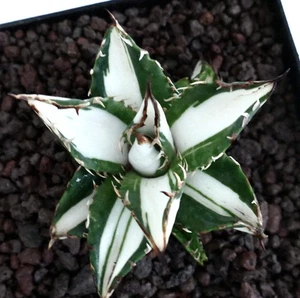 Agave titanota cv WHITE SHARK VARIEGATED MEDIOPICTA - - Picture 1 of 4