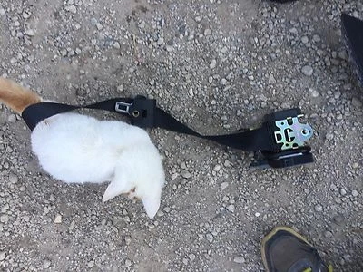 Cinturón de seguridad delantero derecho mercedes-benz w210 e320 e300 e430 e220 e240 e420 e55 amg Foto 1 de 4