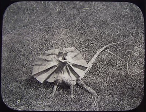 Glass Magic Lantern Slide FLORA & FAUNA NO38 C1890 PHOTO AUSTRALIA SAVILLE-KENT - Picture 1 of 2