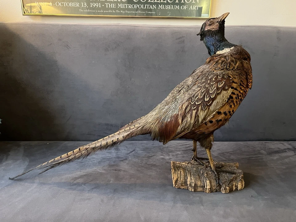 Taxidermia faisán cuello anillado sobre soporte de madera con base de madera a la deriva Foto 1 de 4