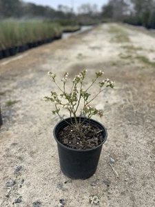 Pink Lemonade Rabbiteye Blueberry Mature Plant 8-12" tall! - Picture 1 of 2