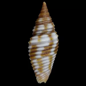 MITRA (Imbricaria) FLAMMIGERA (Isla Actan, Filipinas) 12,8 mm #47623 - Imagen 1 de 3