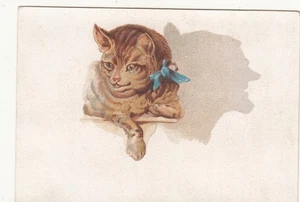 Nastro blu gattino marrone nonna ombra no pubblicità tessera vict c1880s - Foto 1 di 2
