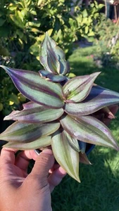 Organic Wandering Jew 5 Cuttings /Tradescantia Zebrina - Picture 1 of 3