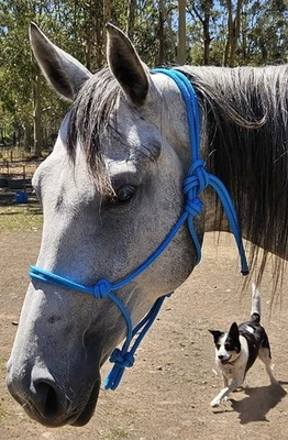 Handcrafted Warmblood Rope Halter Blue - Horse Riding Headstall Equine - image 1 of 2