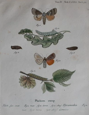 Christoph Wilhelm Bock Schmetterling Pyramideneule Pyramidea kolor Kupferstich - Bild 1 von 4