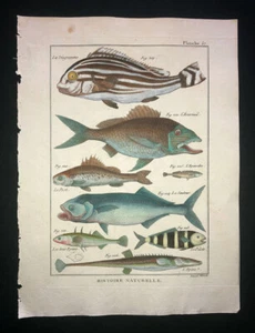 BONNATERRE - PERCA - PL.57 - FOLIO ORIGINAL HC IMPRESIÓN DE PECES - IMPRESO 1788 - Imagen 1 de 1