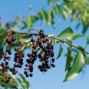 Wild Black Cherry Tree (Prunus serotina Wild Rum Cherry) 4' Pot 12'-18' Height - Picture 1 of 1