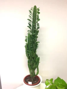 Kaktus Sukkulente "Euphorbia trigona" Dreirippige Wolfsmilch - Bild 1 von 9