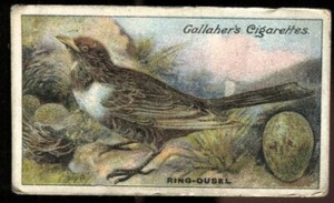 Tobacco Card,Gallaher, BIRDS NESTS & EGGS, 1919, Ring Ouzel, #88