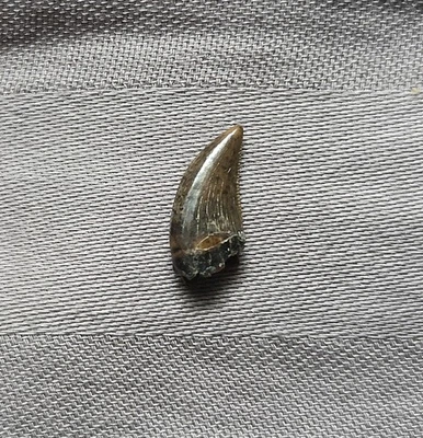 Rare Museum Quality Dromaeosaur Raptor Theropod Dinosaur Tooth Fossil Hellcreek  - Image 1 of 4