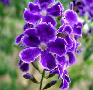 Duranta repens - Skyflower | Pigeon Berry | Golden Dewdrop - Picture 1 of 2