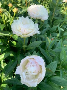 Peony Plant Root "Addie Tischler" with 3-5 eyes (not seeds) - Picture 1 of 1