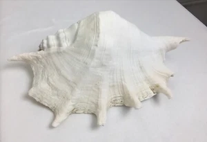 Cambis Spider Conch Sea Shell Real Spider Conch 10” Spider Seashell Shell - Picture 1 of 4