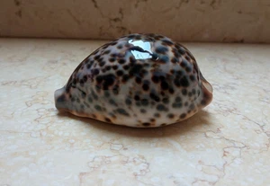 F Cypraea pantherina super natural glossy very nice red sea shell 86.5 mm F++++ - Picture 1 of 13