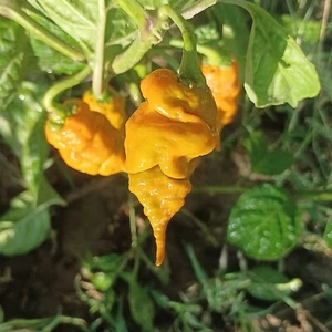 T-REX Mustard , 10 semillas , Capsicum chinense (120) - Picture 1 of 2
