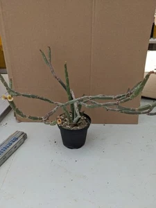 Euphorbia spec., kakteen sukkulenten Kaktus - Bild 1 von 5