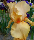 Iris germanica Orange Chariot   9cm pots  - bearded iris