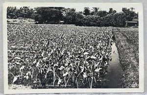 Taro Field Hawaiian Islands Postcard Vintage RPPC Photograph Undivided Back - Imagen 1 de 5