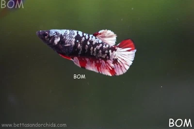 LIVE BETTA FEMALE HMPK RGG GALAXY DUST | BOM-A500 - Image 1 of 4